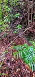 Plants: image 60 Of 208 Thumb